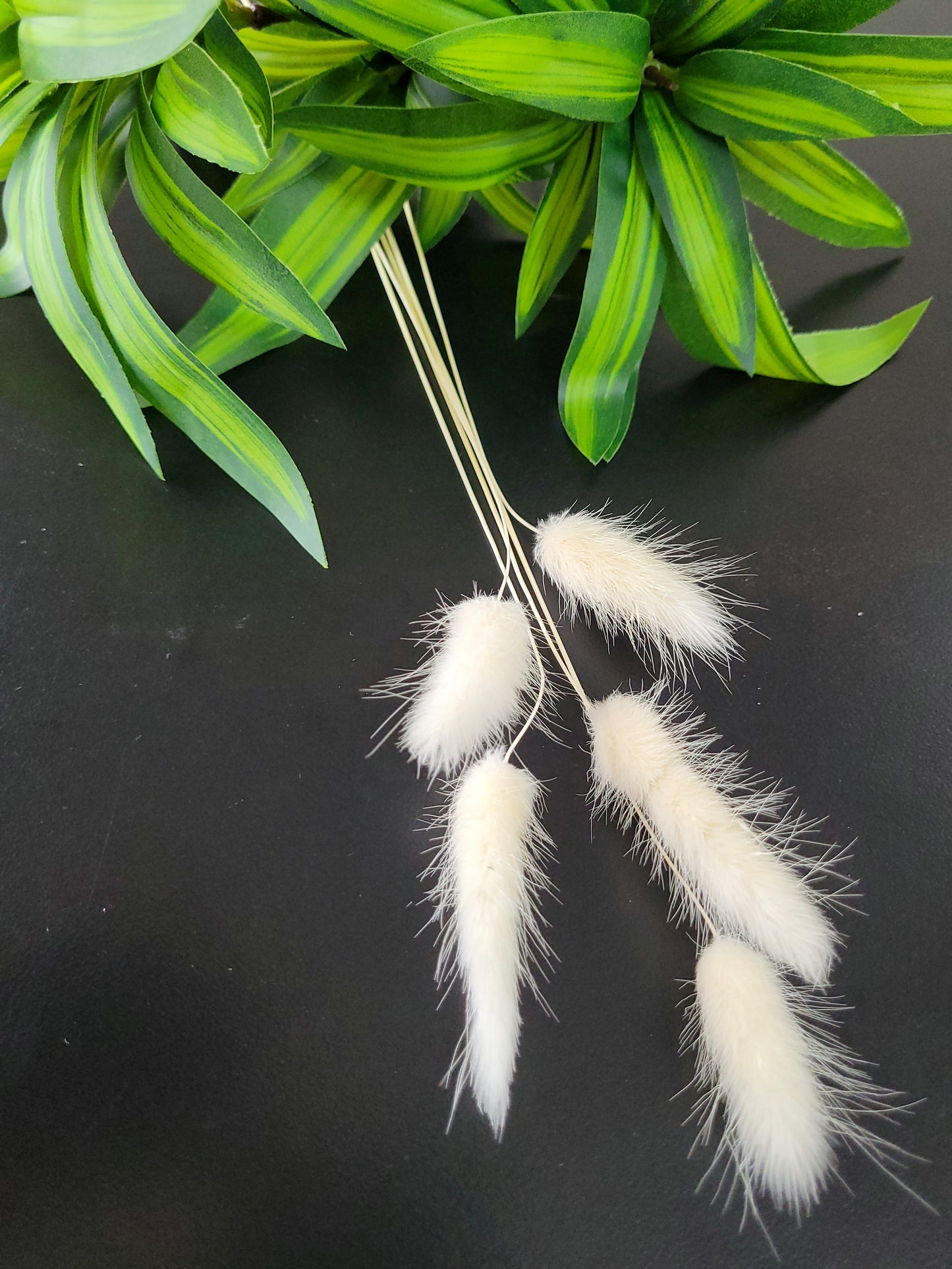 Dried Bunny Tail Steam 1pc - White