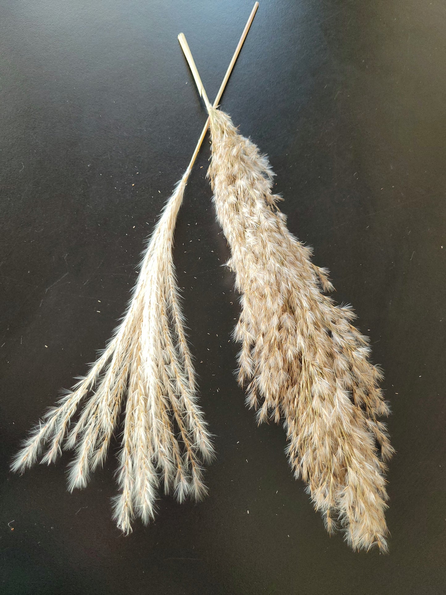 Dried Natural Pompoms Grass Flowers