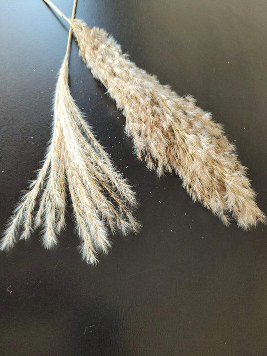 Dried Natural Pompoms Grass Flowers