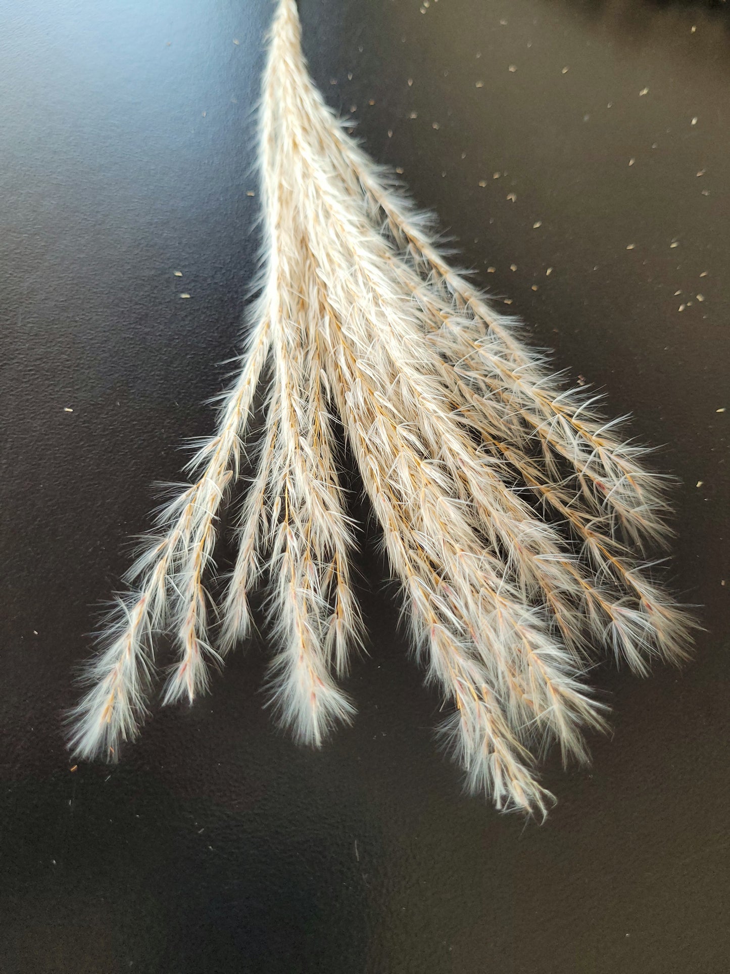 Dried Natural Pompoms Grass Flowers