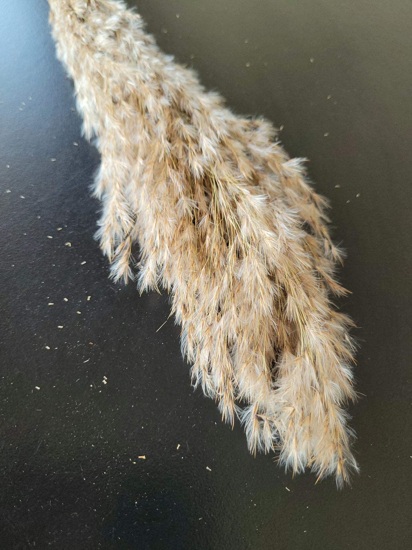 Dried Natural Pompoms Grass Flowers