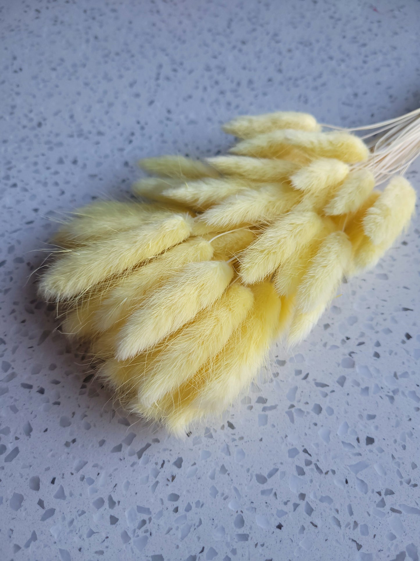 Dried Bunny Tail Steam Assorted Colours