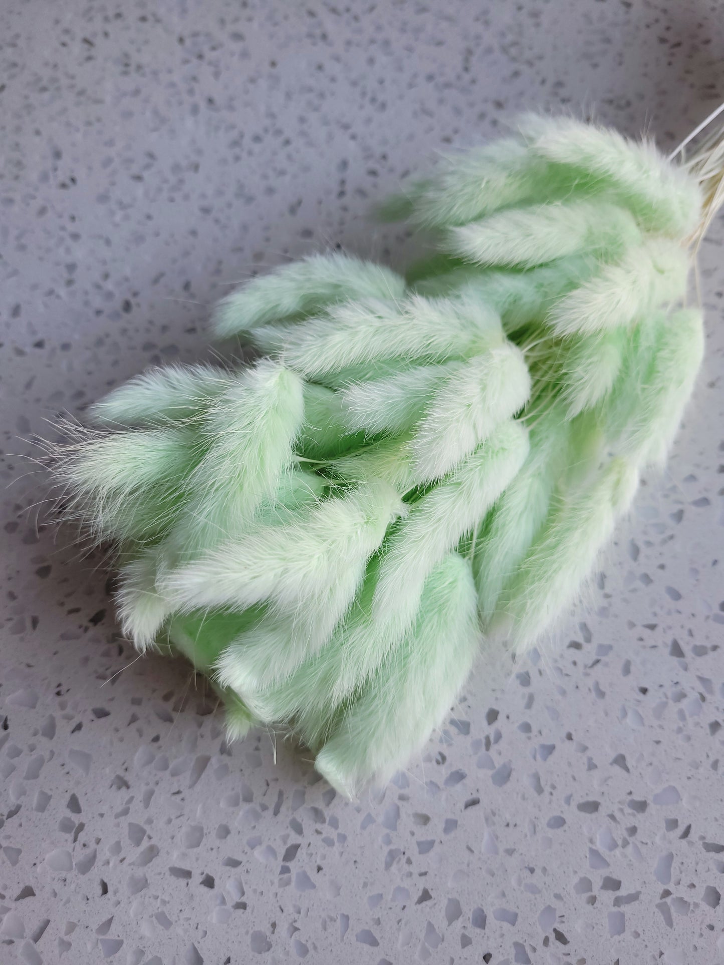 Dried Bunny Tail Steam Assorted Colours