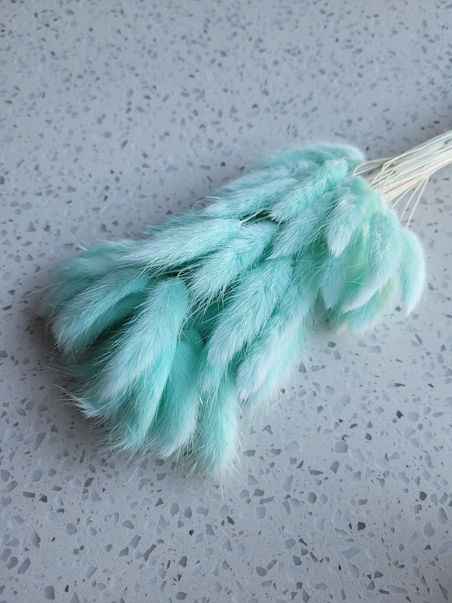 Dried Bunny Tail Steam Assorted Colours