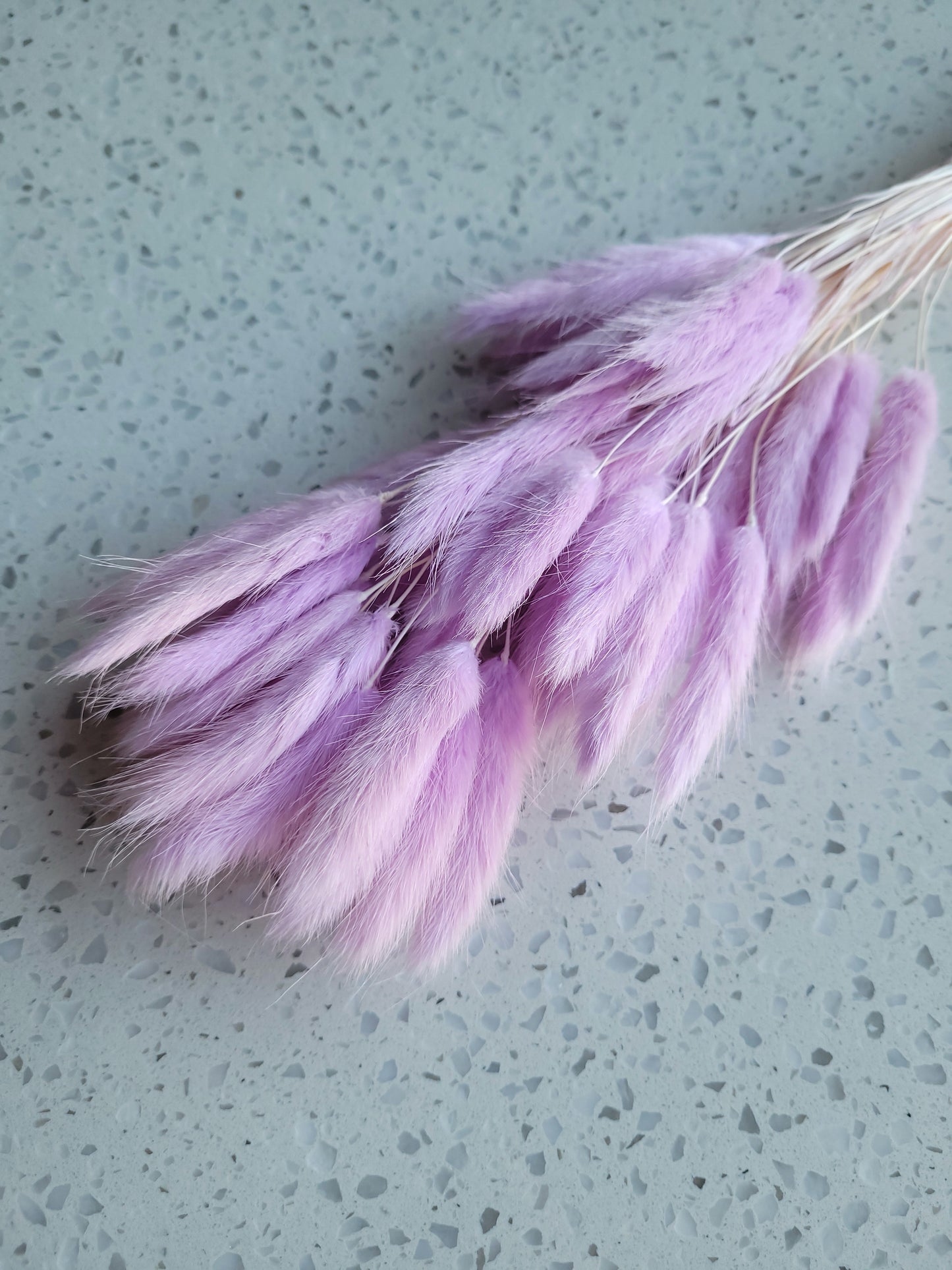 Dried Bunny Tail Steam Assorted Colours