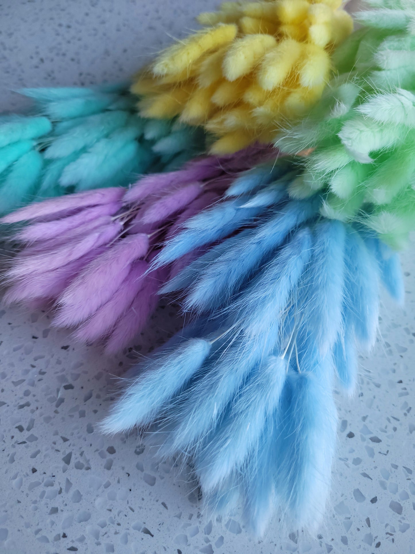 Dried Bunny Tail Steam Assorted Colours