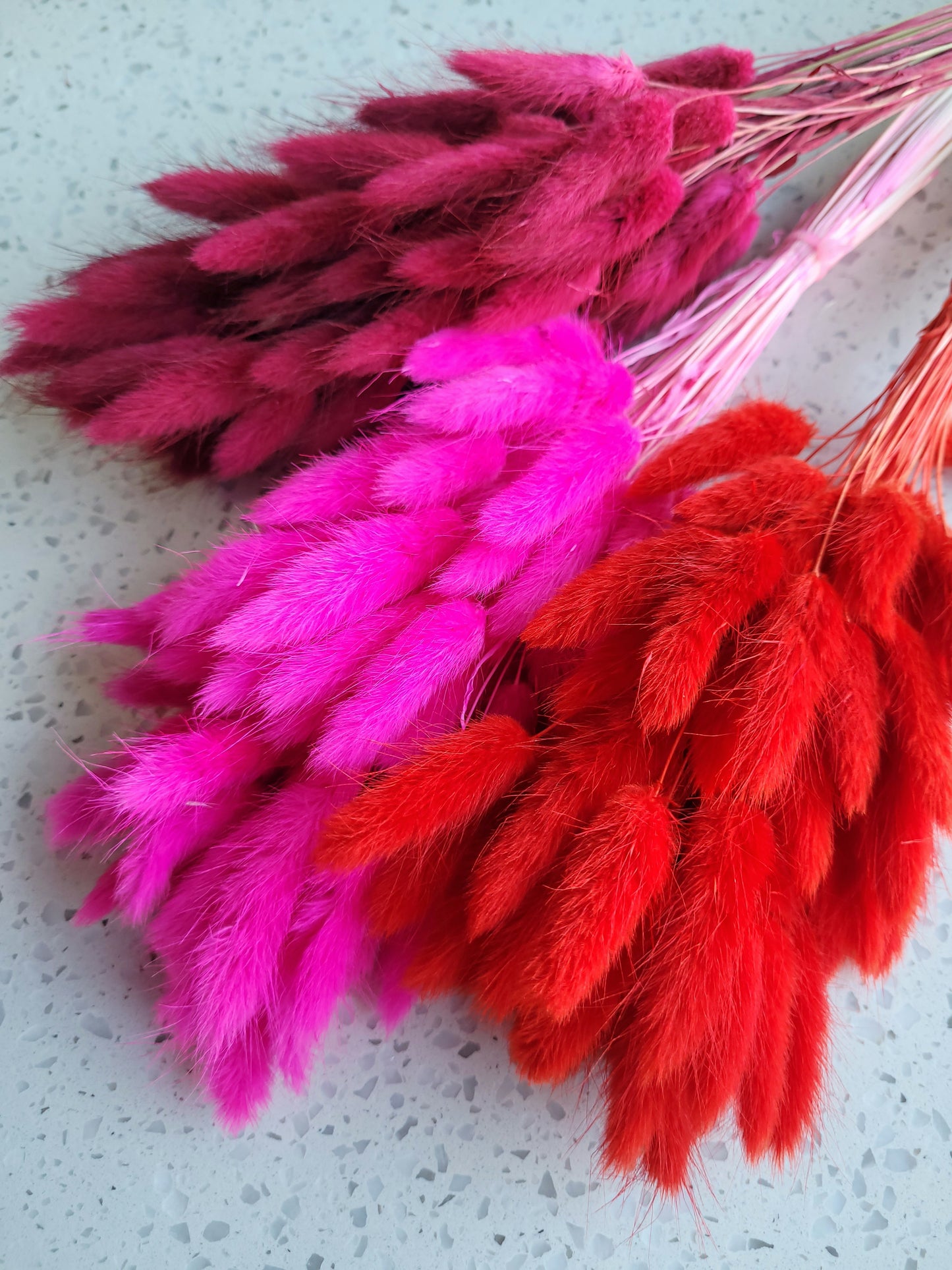 Dried Bunny Tail Steam Assorted Colours