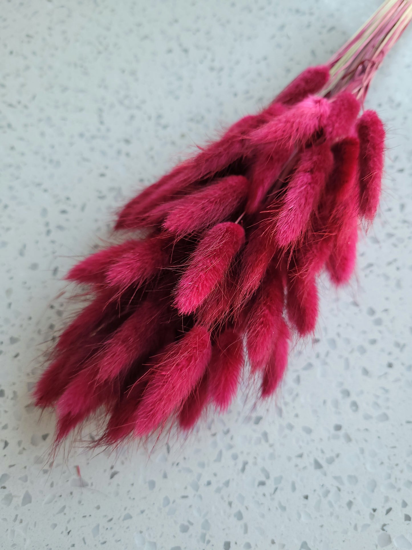 Dried Bunny Tail Steam Assorted Colours