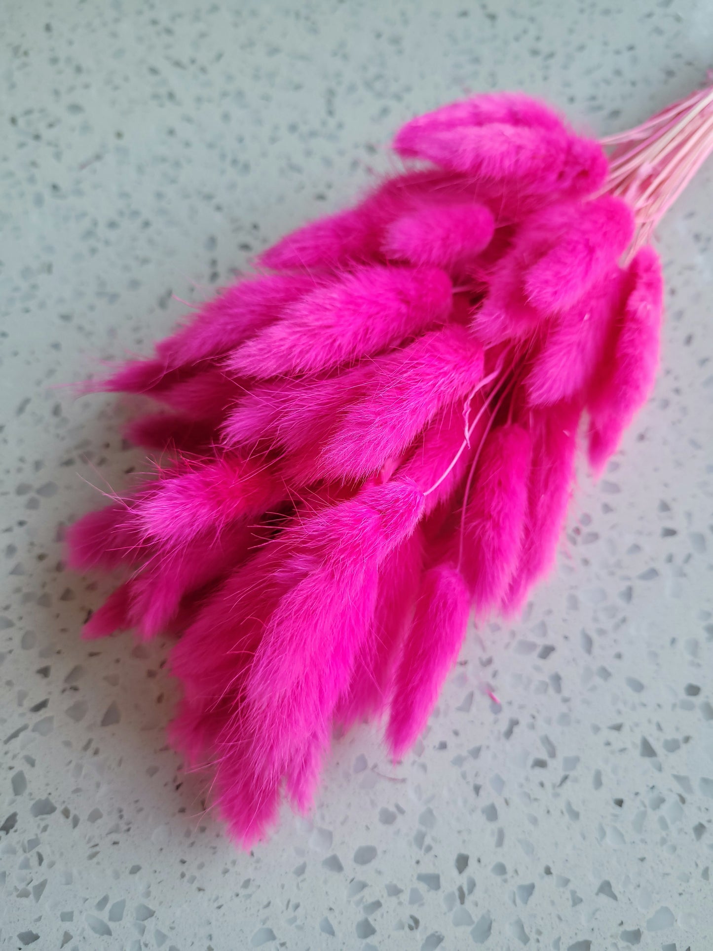 Dried Bunny Tail Steam Assorted Colours